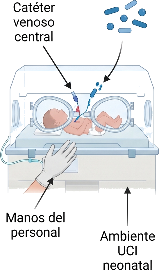 Recién nacido en incubadora con catéter venoso central, manos del personal y ambiente de la UCI neonatal como fuentes de infección